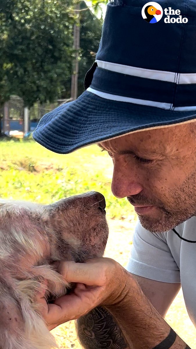 Guy quits his corporate job to feed 800 stray dogs a day — and now he's got a plan to save ALL the dogs 🧡