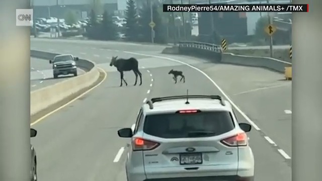 Watch a baby moose stop traffic as it fails to follow its mother over a barrier