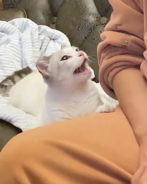 Hooman must stay for kitten birth, meow insists. #meowed #TheMeowedClub