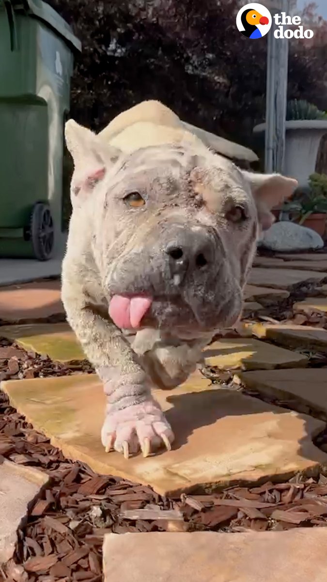 Woman frees dog who kept getting passed by at the kennel because of how he looked — now she makes him extravagant salads to satisfy his vegetable obsession 💞