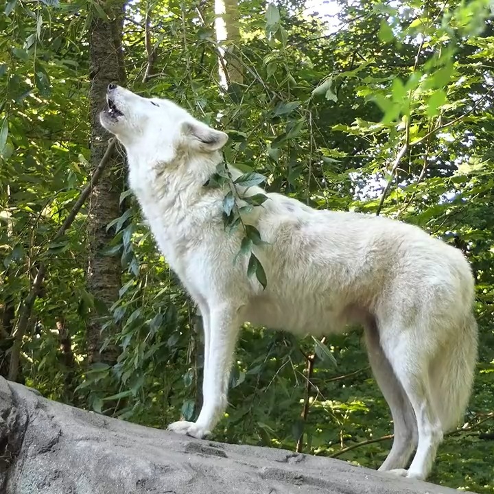 Her song is a language born of the wild; it's a testament to her unyielding spirit and the harmony of her pack; let it remind us that connection, loyalty, and communication hold the power to unite and guide us through life's untamed journey. 🐺
