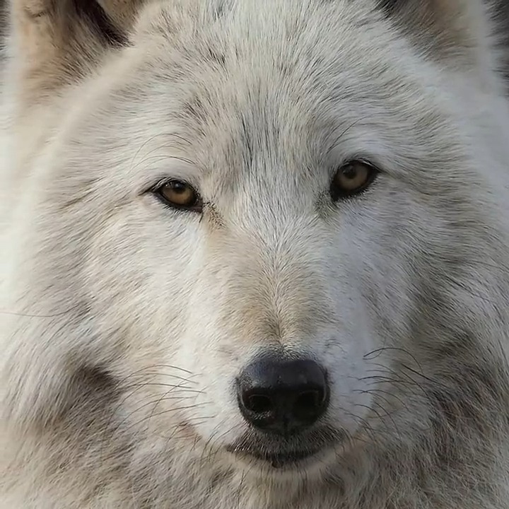 Beauty. Not beast 🐺