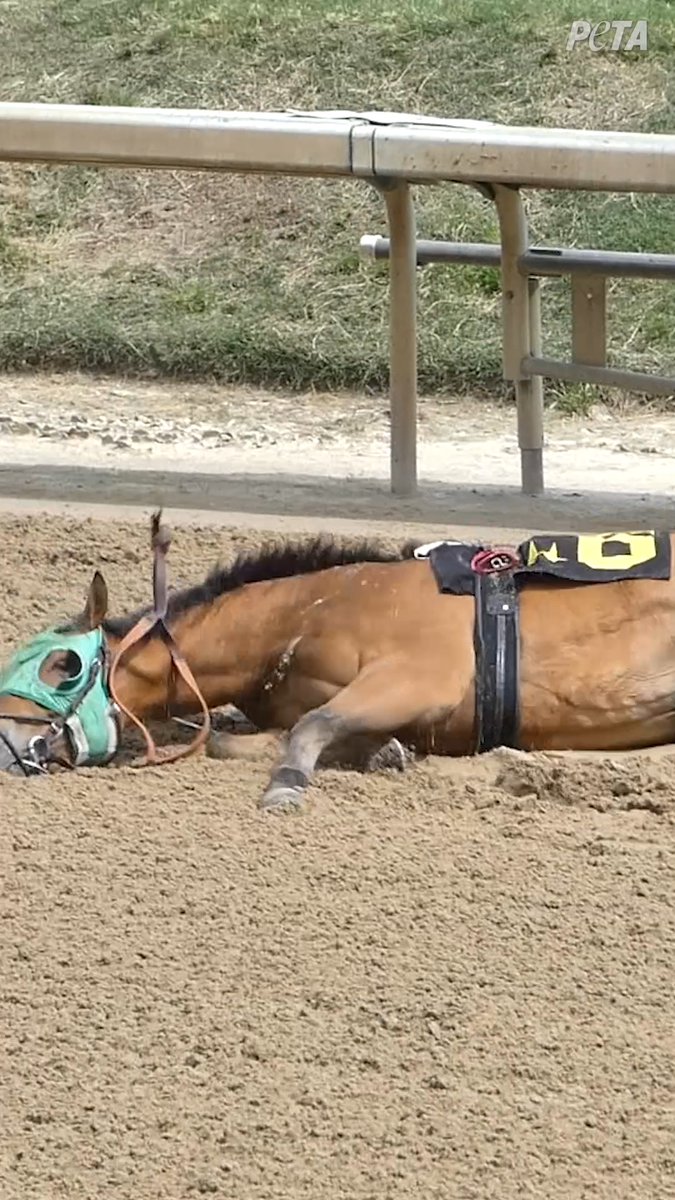 Exclusive PETA video: Lost in Limbo was killed after suffering a fatal injury at #ChurchillDowns 💔 He’s the 11th horse to die there within a month. They tried to hide it behind a screen & by removing the video. But we were there.