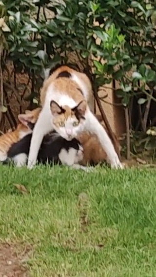 Have kids they said. It’ll be fun they said #meowed #TheMeowedClub From 你猫大哥在此 | IG
