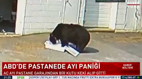 ABD'de pastanede ayı paniği... Aç ayı pastane garajından bir kutu keki alıp gitti.