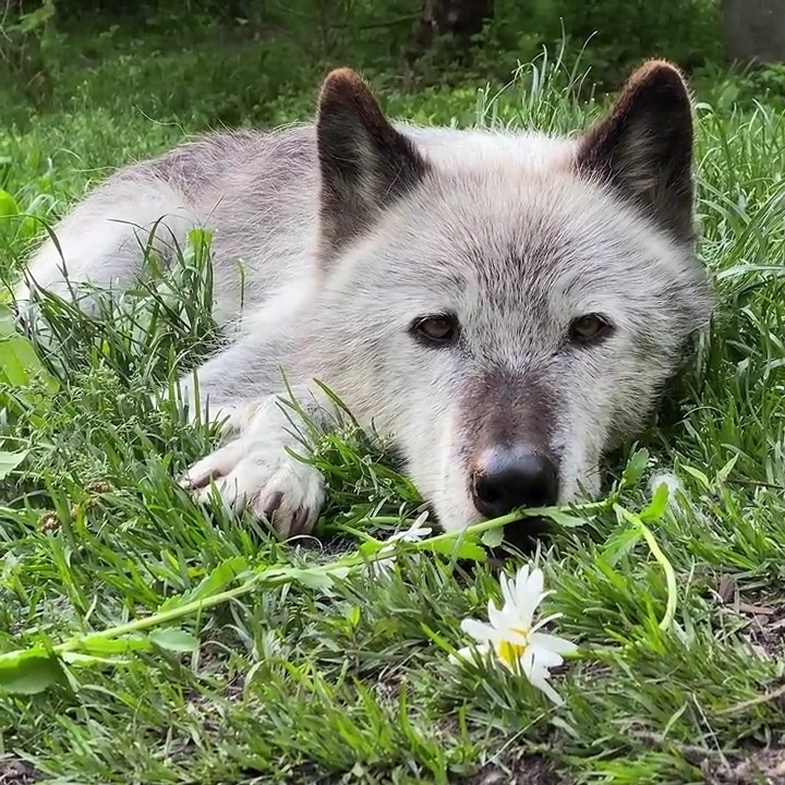 Your moment of calm 🐺