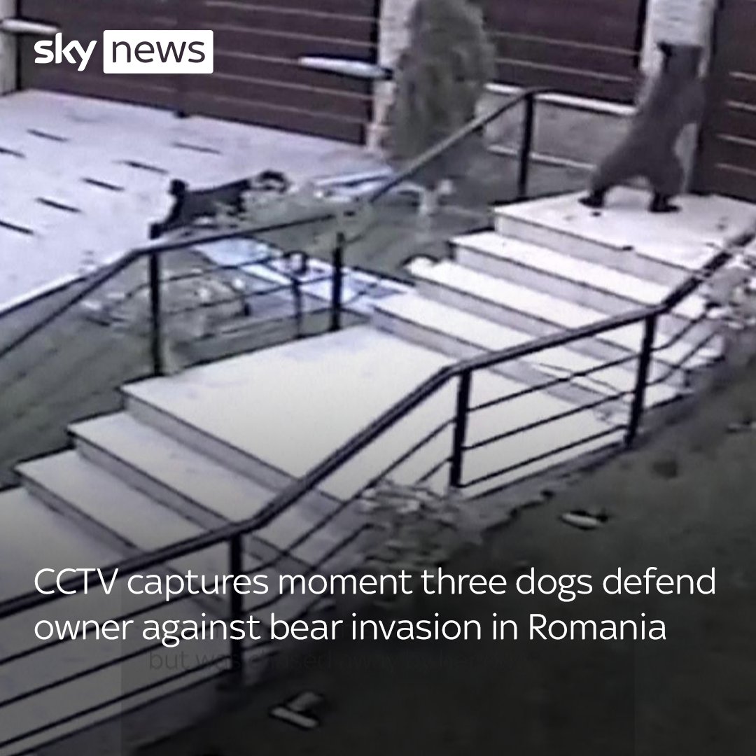 Watch moment three dogs defend their owner against a bear invasion in Brasov, Romania. Find more: