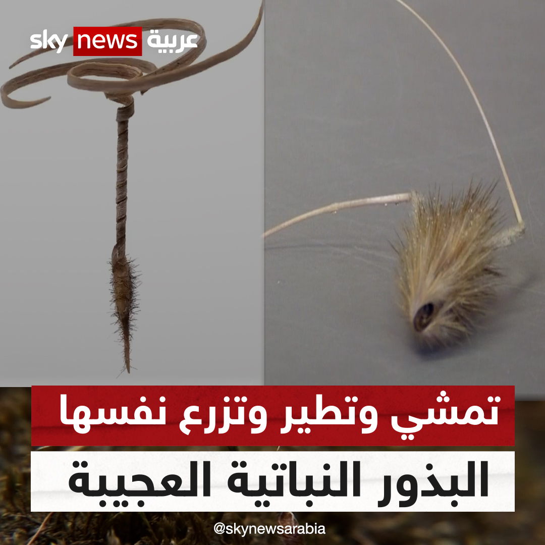 من أعجب ما رأيت في بديع خلق الله.