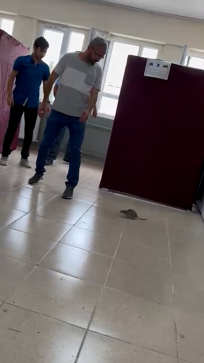 Hatay'da oy kullanılan okulda fare paniği: Seçmenler ve sandık görevlileri fareye böyle müdahale etti