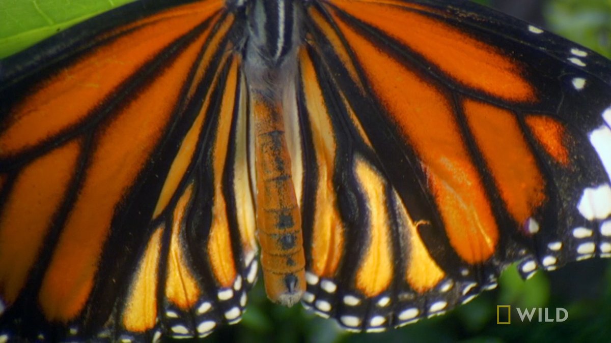 As a caterpillar, the tiger butterfly consumes poisonous leaves in order to develop a signature toxin that will later shield it from predators