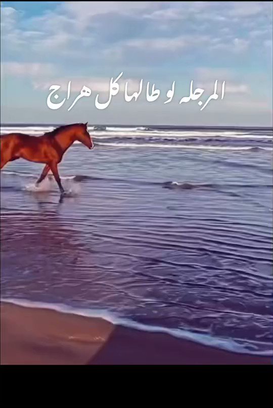 انتظرو الزعيم أبو أحمد وفعلو التنبيهات💙🤍