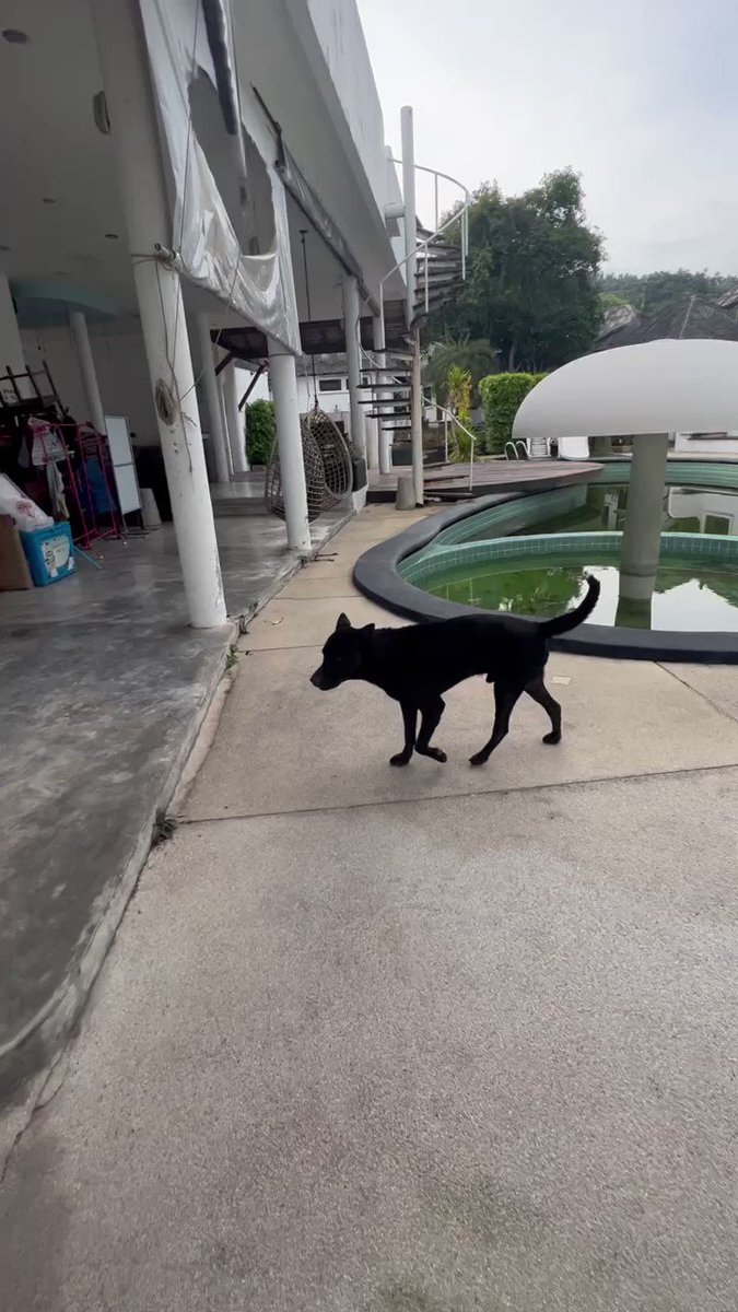 This week is kicking off with a crazy hard project. I got told about this abandoned hotel with lots of dogs here. 🧵 Never mind the feeding or individual dog videos. This is the really important part of what I do… 14 dogs here 🐶 Have been feeding them for 4 days to soften them up and befriend them 🥘 None of them sterilized so 14 will become 50 very soon ✂️ Some have lots of ticks and illnesses I can see from a distance 🐜 There are puppies of all ages and mums that are likely pregnant 😩 There was a threat from foreigners living locally that the dogs will have to “go”. Usually that means a very bad outcome for the dogs ☹️ They go to the main road and scavenge food and water. 💧 Catching 1 dog and getting a solution is hard but getting 14 is probably the biggest challenge I’ve ever faced…