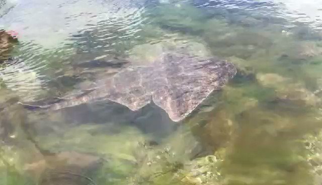 Exciting scenes yesterday in Rinville, Co Galway with an extremely rare #angelshark sighted by a local kayaking group, in the shores surrounding the Marine Institute HQ! We are delighted to have confirmed the sighting of one of the rarest sharks in Europe. Ronan Breathnach and Colm O’Loan @irishcharcoal are the two kayak instructors from the Galway Bay Sailing Club who shot this footage. What a great day out for the group of 12 budding marine scientist of the future that they took out on the water yesterday! Not only did they get to explore the marine environment in a non-invasive way, but they also got to see a critically endangered marine animal. #Marine #kayaking #diving #Galway #Fish #Shark