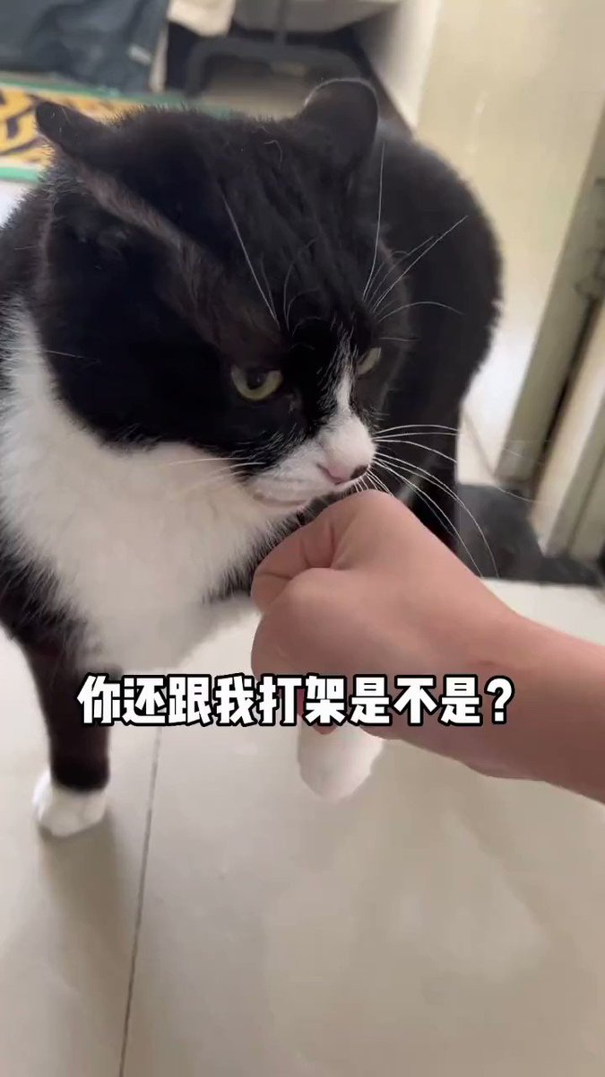 9斤的奶牛猫，10斤的反骨🤣🤣 黑白配色没一个正常的🥲我小时候养过一个奶牛猫，是别人送的，它一直觉得它是被我绑架来的…… 原来 哇哇哇 哇哇哇哇是牛奶猫猫发出来的声音🫠🫠🫠 那个屁是认真的吗？那么响亮🤣🤣