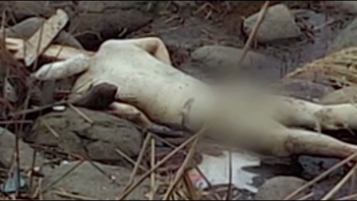 What's the correlation between over 100 estimated dead North Korean fishermen and a depleting squid population in the East Japanese Sea? Ian Urbina, alongside the Global Fishing Watch, exposes the largest case of illegal fishing in maritime history, perpetrated by the Chinese "Dark Fleet." Watch this week's #DispatchesFromTheOutlawOcean on my Facebook or by visiting