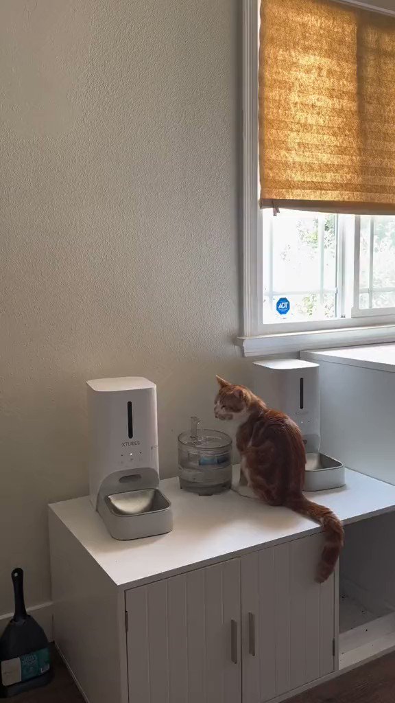 AM7:00の猫さん...
