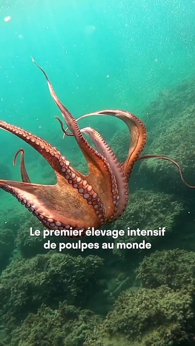 Le premier élevage intensif de poulpes au monde a été annoncé pour l’été 2023.😨 Cette ferme en construction aux Îles Canaries annonce une capacité de production de plus de 500 tonnes de poulpes chaque année. La pétition est disponible sur