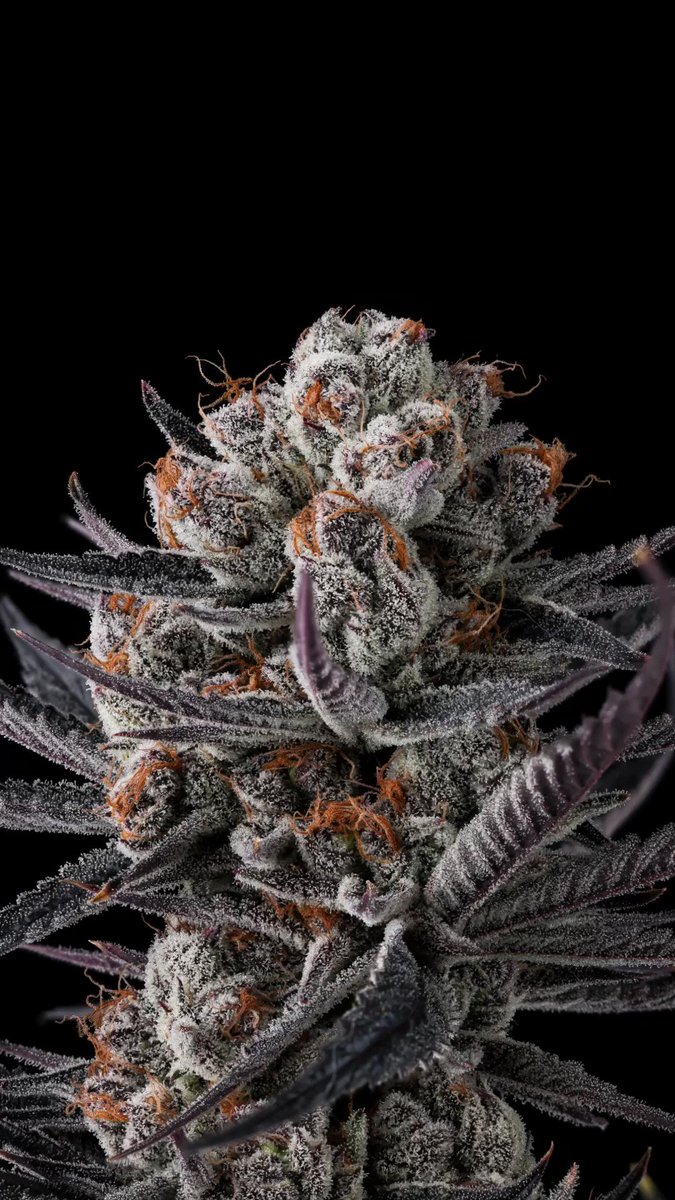 Microbatch Chimera ( White Truffle x The Creature ) on the way way 💪🏽 Dark berries drizzled with sweet creamy butterscotch ...