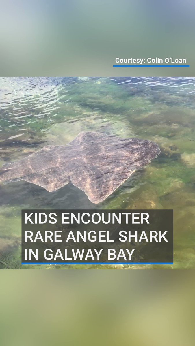 This was the 'amazing' moment when a 1.5m angel shark swam among a group of children snorkelling in Galway Bay. Once common in Irish waters, the angel shark is now on the edge of extinction. Read more: