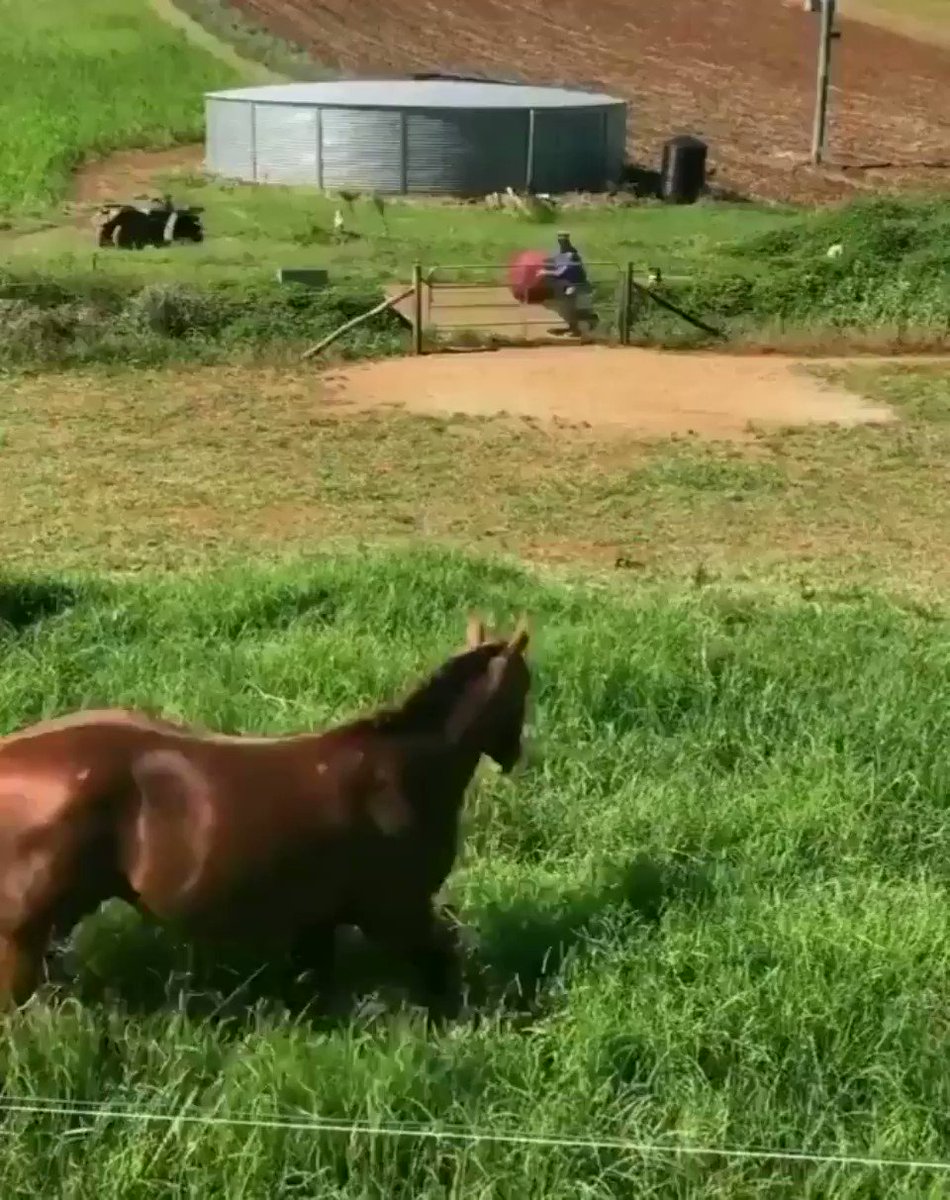 Just horsing around with a ball.. 😊