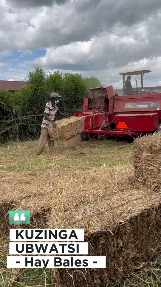 Igihe cy’impeshyi kiregereje, ni ngombwa kubika ubwatsi. Sarura ubwatsi, ibishogoshogo by’ibishyimbo na soya, ibisigazwa by’ibigori, ibicericeri,…byumishe maze ubizinge ukoreshe imashini yabugenewe, ubwatsi buzamara igihe kirekire. Ku bindi bisobanuro hamagara MINAGRI kuri 4127.