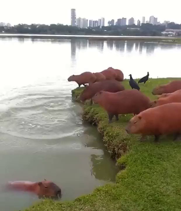 Capybaras jumping into a lake in Brazil..