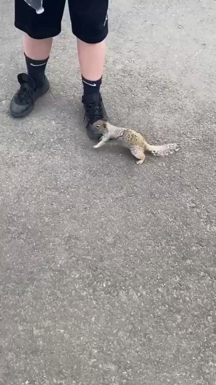 Una ardilla sedienta pide agua a un grupo de gente