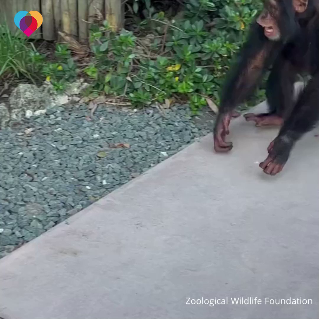 This chimpanzee was born with pneumonia and rejected by his mother. Luckily, two caretakers stepped in to help before he could go into the care of Zoological Wildlife Foundation. This is him reuniting with them after six years – and still remembering them as his parents.