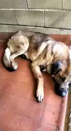 #SEVILLA Este perrito se ha difundido mil veces pero, como no hemos puesto que es "urgente", nadie le ha dado mayor importancia... Pues si señores, corre prisa, mucha prisa, sacarlo de esa jaula. Es un abuelito que cada día se va muriendo un poco de soledad. Pero jolín! Solo tenéis que ver el video ¿Qué os vamos a contar??. Puede viajar. 637528359 Loli