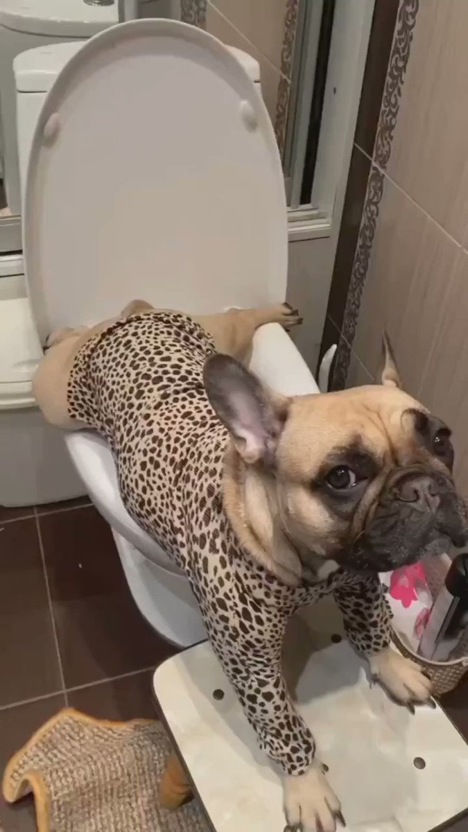 Rate this cuteness out of 💯 #frenchielover #frenchbulldog #frenchies