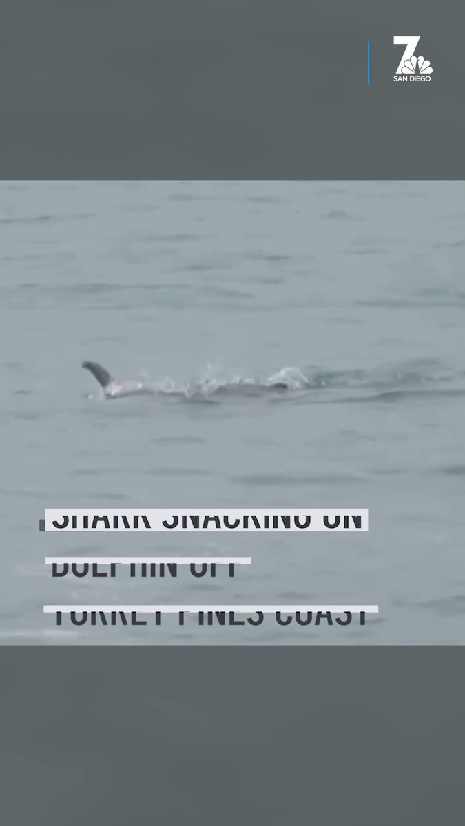 WATCH: Shark Snacking on Dolphin Off Torrey Pines Coast Caught on Camera