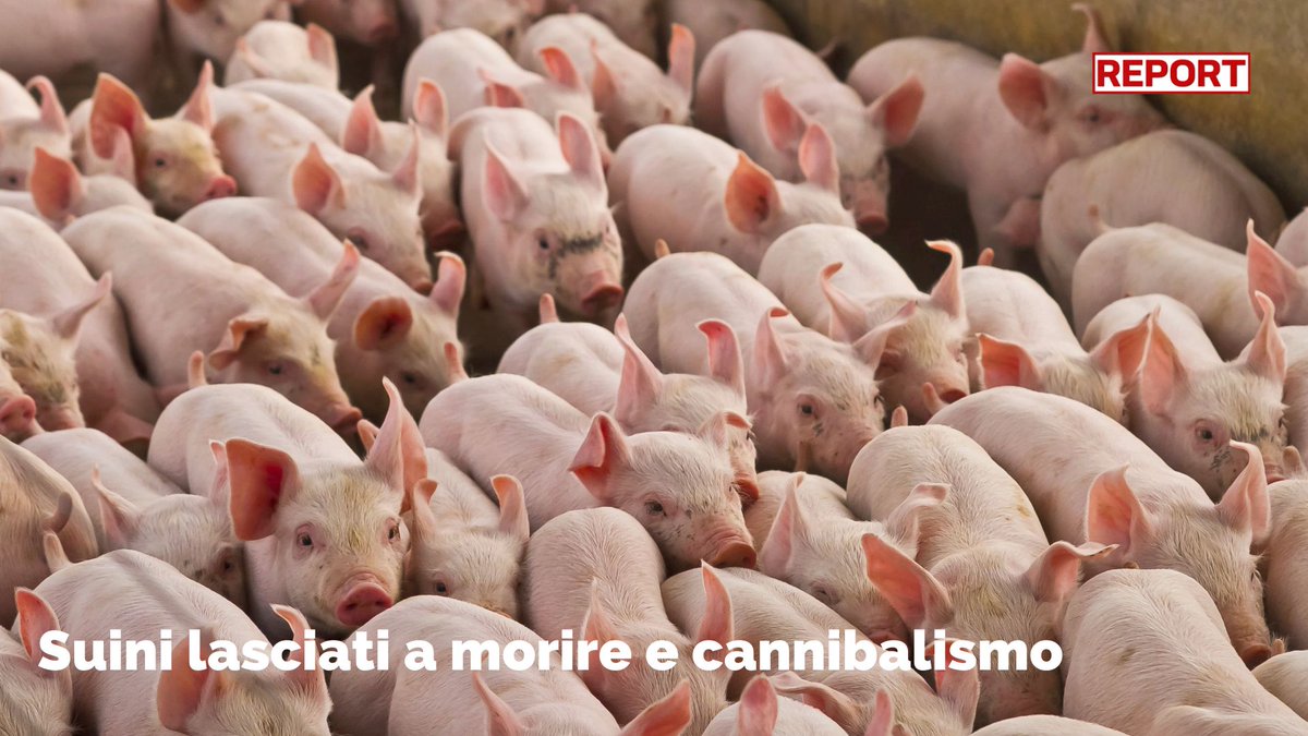 Suini lasciati a morire nel corridoio e atti di cannibalismo: queste le condizioni dell'allevamento in provincia di Cremona che fornisce i maiali al Consorzio del Prosciutto di Parma, come mostrano le immagini di @LCAEurope. Segui #Report ora su #Rai3👇