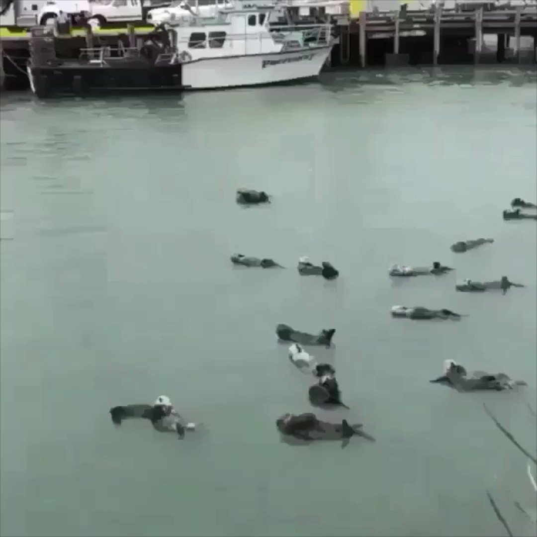 Sea otters floating around with their kids..😊