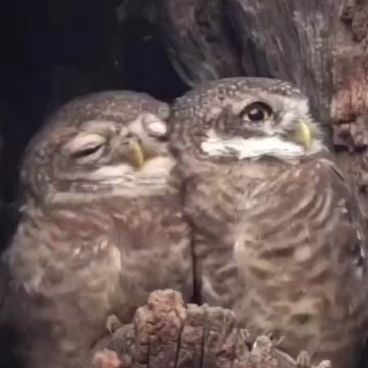 Owl couple affection expression