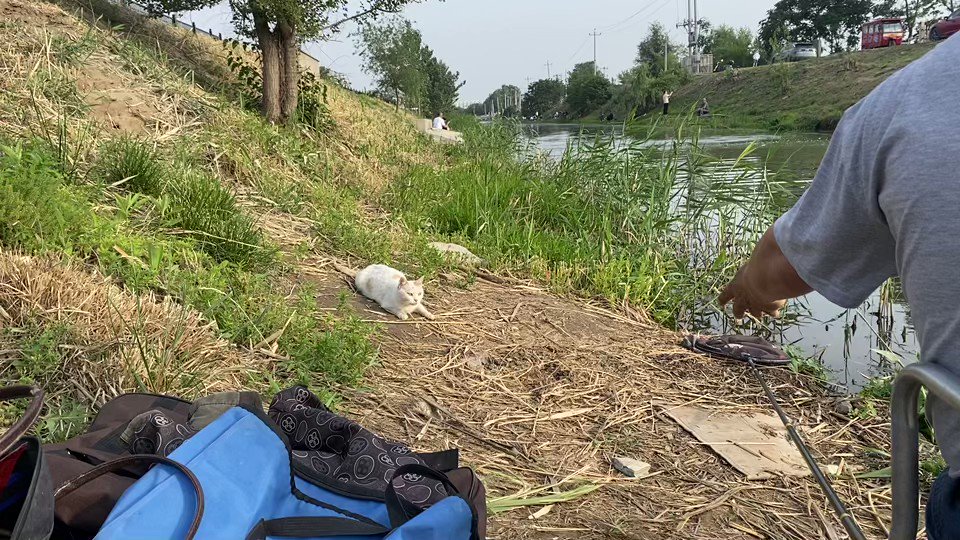 两口炫没了，河边小野猫天天有肉吃，自个炫完再叼几条回去喂小崽