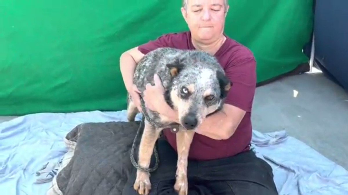 Handsome puppy Bandit arrived in Baldwin Park CA as a stray. An intelligent and focused 1yo purebred puppy who’s dog friendly and treat motivated, ready for training and his forever family. At great risk TBK, he needs help: pls pledge RT Bandit! #A5545192
