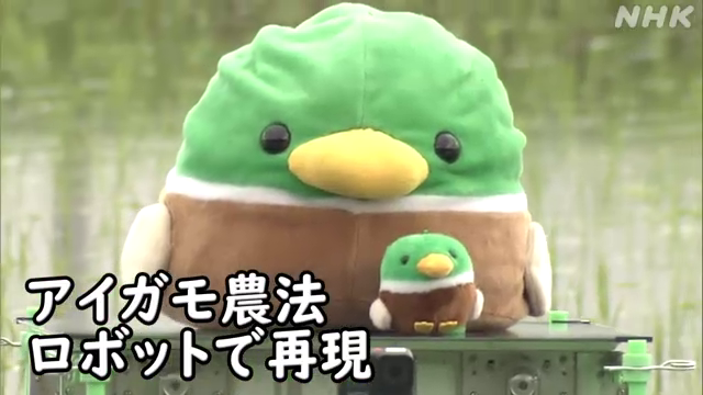 水田でアイガモを泳がせることで雑草の繁殖を抑えるアイガモ農法 同じ効果をロボットを使って再現しようという取り組みが富山市の農業高校で行われています 去年の実験で収穫された米は、品評会でも高く評価され、通常の2倍近い価格で販売できたということです #nhk_video
