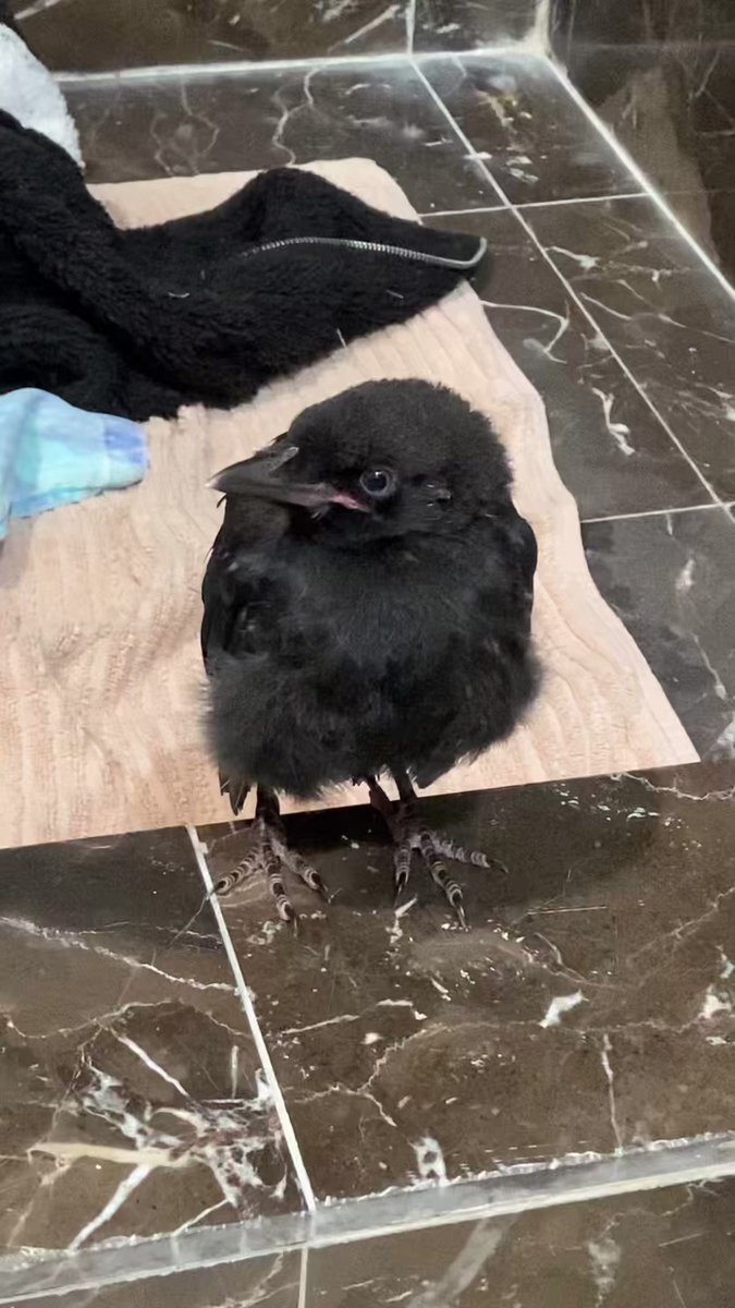 #rescue so today my daughter and I took my new little dog to the park (I’m still recovering from my surgery but doing great) anyway, there was an injured crow in the field, (he seems to have a broken wing) so we took him home. He’s currently occupying one of the bathrooms. 😝 he’s really cool and has a great personality. We will take him to the rescue tomorrow. Hoping he will be returning to the wild soon. #naturelover #birds