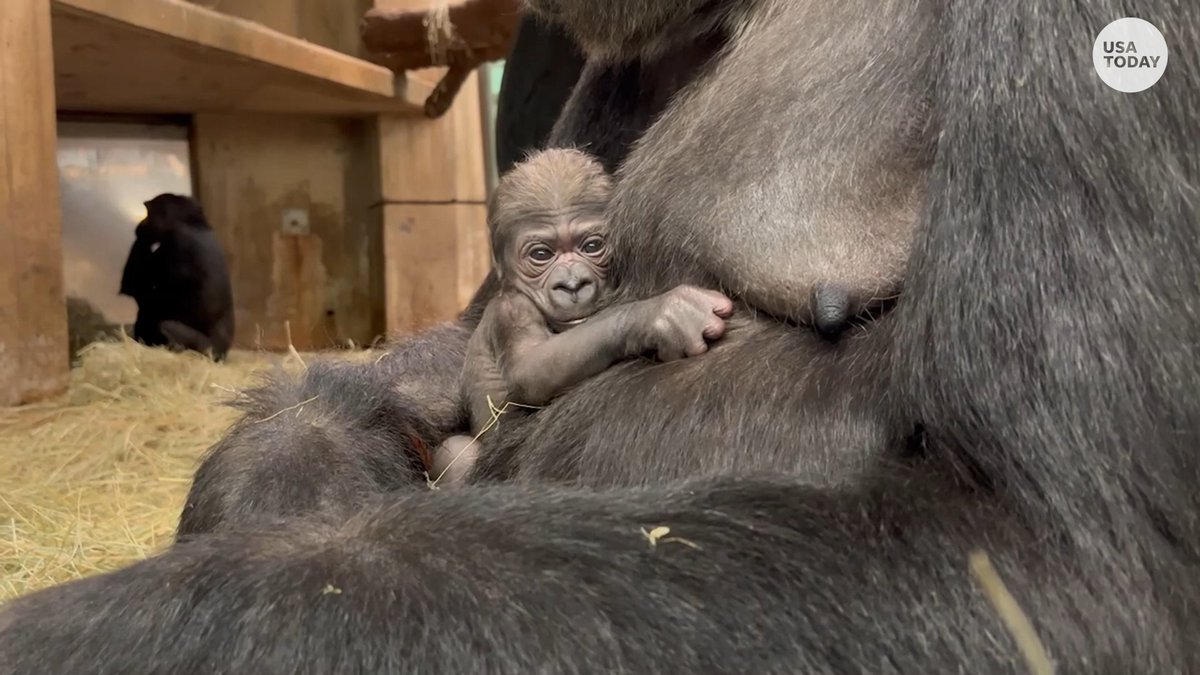Welcome to the world! The critically endangered western lowland gorilla population has grown by one adorable baby!