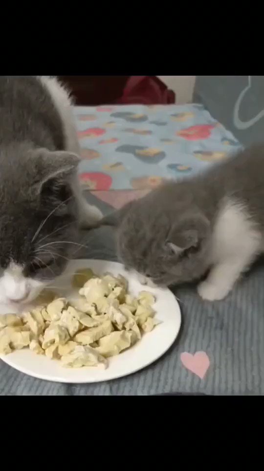 Minnaktaki sinir kimsede yok...😊🐾🙃