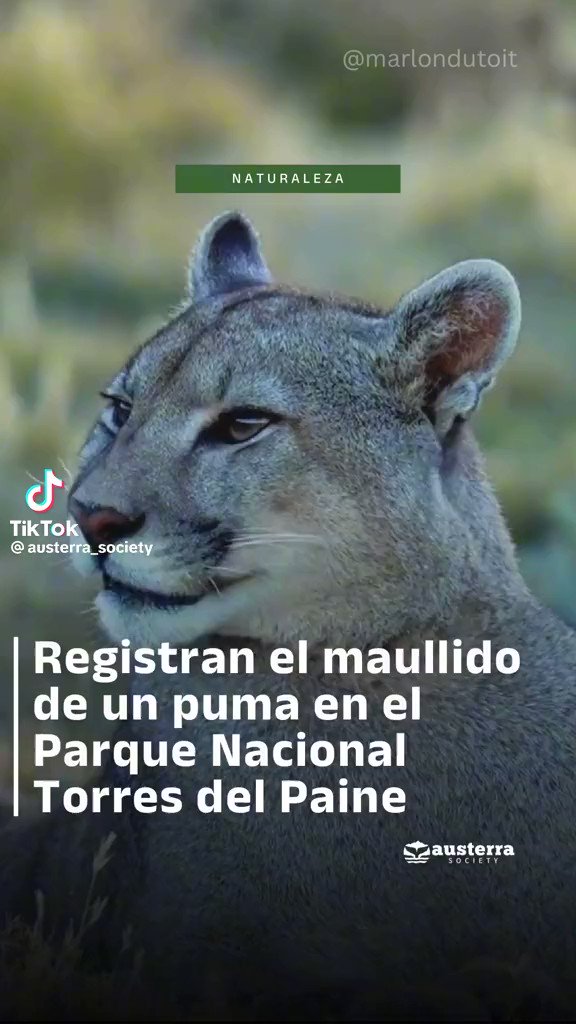 NOoOOo como vas a maullar así??? Perdón pero ya mismo voy a arriesgar mi vida por acariciarlo
