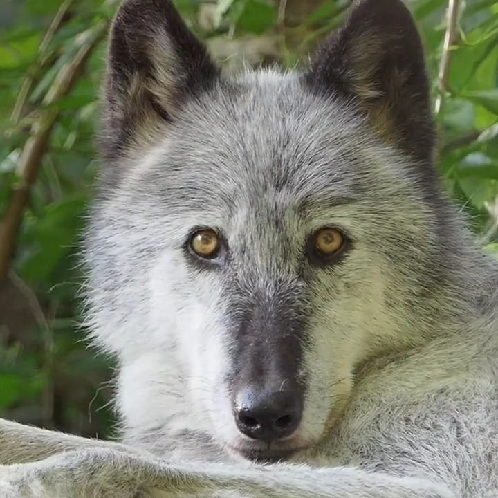 Beauty. Not beast.