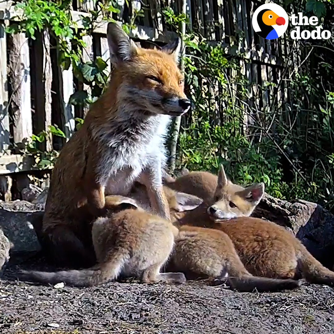 Man builds a den to keep a family of foxes safe, watch a surprise litter of cubs appear! 🦊 Special thanks to Robert E Fuller.