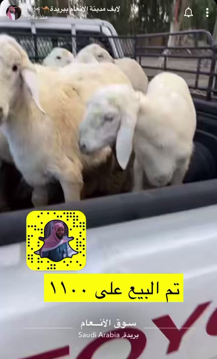 لكل من شكك في نزول اسعار الحلال الان إسعار ذبائح الضيف او الثلاجات نازله واصبحت في متناول الجميع واحذر عزيزي المستهلك من المزايده الوهميه اللي يستخدمها بعض ضعاف النفوس اللي يزودون ولايشترون وتاخذ المقلب انت بقيمه خياليه )سوق بريده المركزي المعتمد الان تم البيع ب1100