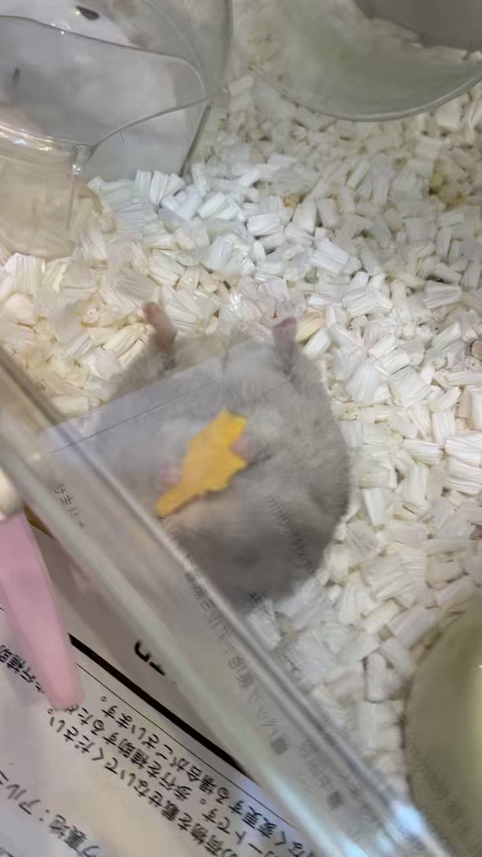 My hamster passed away due to old age while I was on a business trip abroad. So sad. I wanted to see you one last time.
