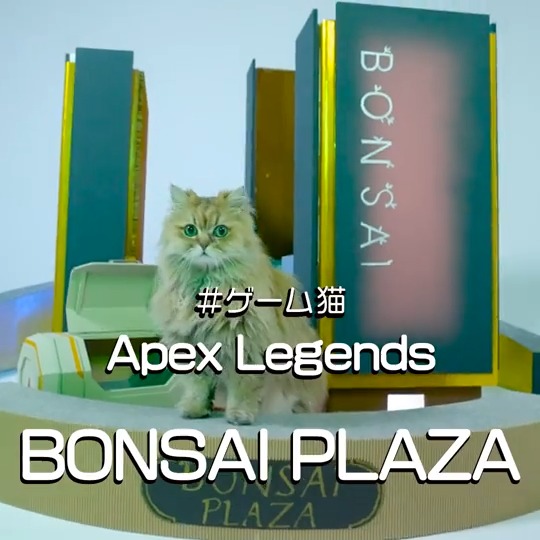 They made a bonsai plaza for cats in Japan. Japan at it again.