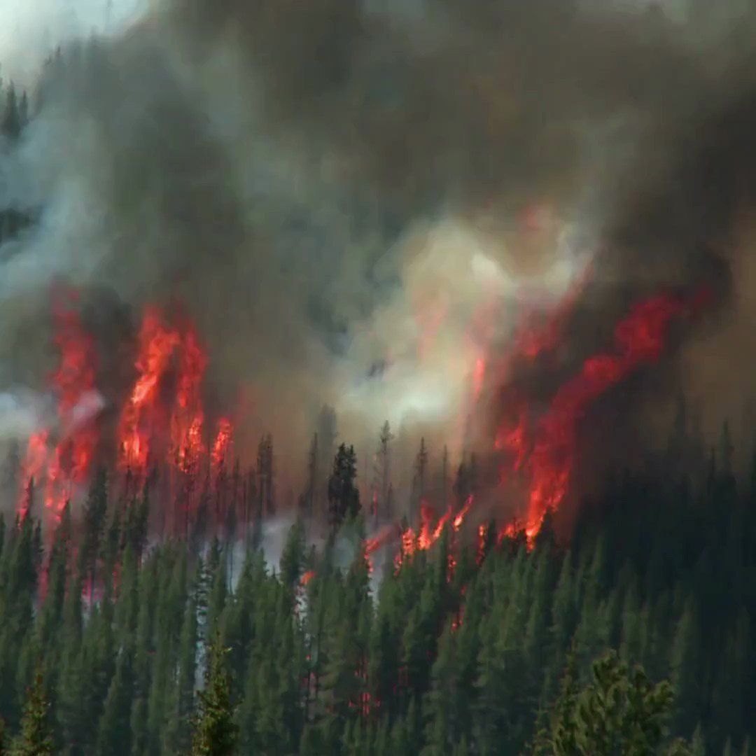 “So far animal studies haven't focused much on wildfires🔥, while disaster studies haven't focused much on animals 🦊🦘”. Find out how Verónica Policarpo's 🇪🇺#EUfunded research could create more inclusive reactions to disasters. Story 👉 Instituto de Ciências Sociais | ULisboa