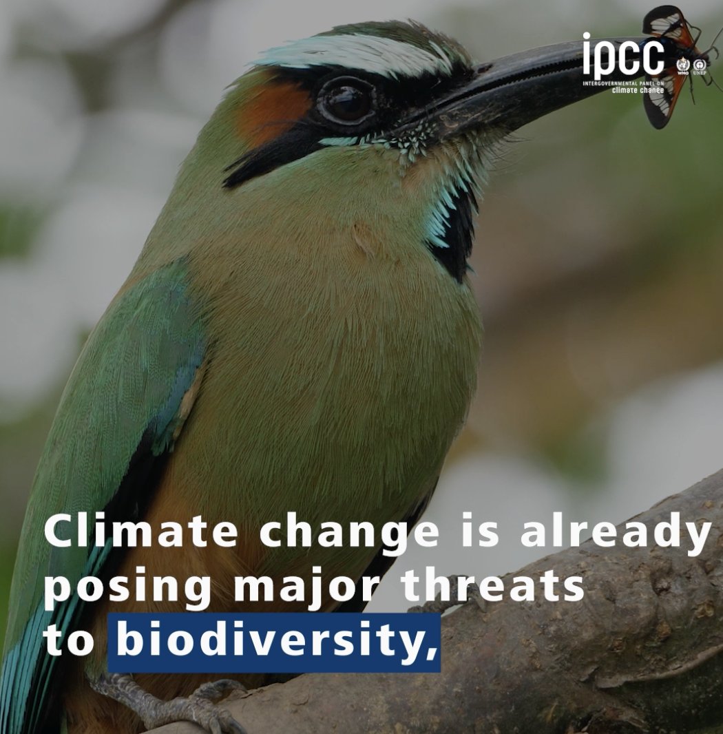#Climatechange is already posing major threats to #biodiversity, & the most vulnerable plants & animals will probably go extinct. Assisting, protecting & conserving natural ecosystems would enhance biodiversity & aid already endangered species. ➡️