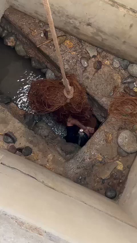 لماذا لا يحظر زراعة هذه الشجرة في السلطنة؟! جذور شجرة الكويتي في فلج الغشب بولاية الرستاق، أنظروا الى الكم الهائل من الجذور التي تتبع الماء! وزارة الثروة الزراعية والسمكية وموارد المياه