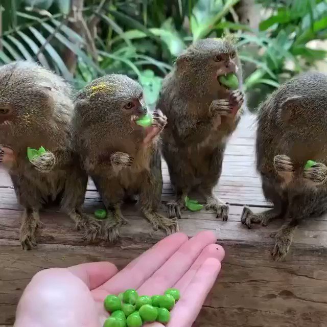 Pygmy marmosets eating peas.. 😊